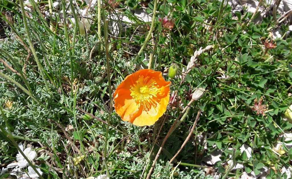 Papavero aranciato: Papaver alpinum